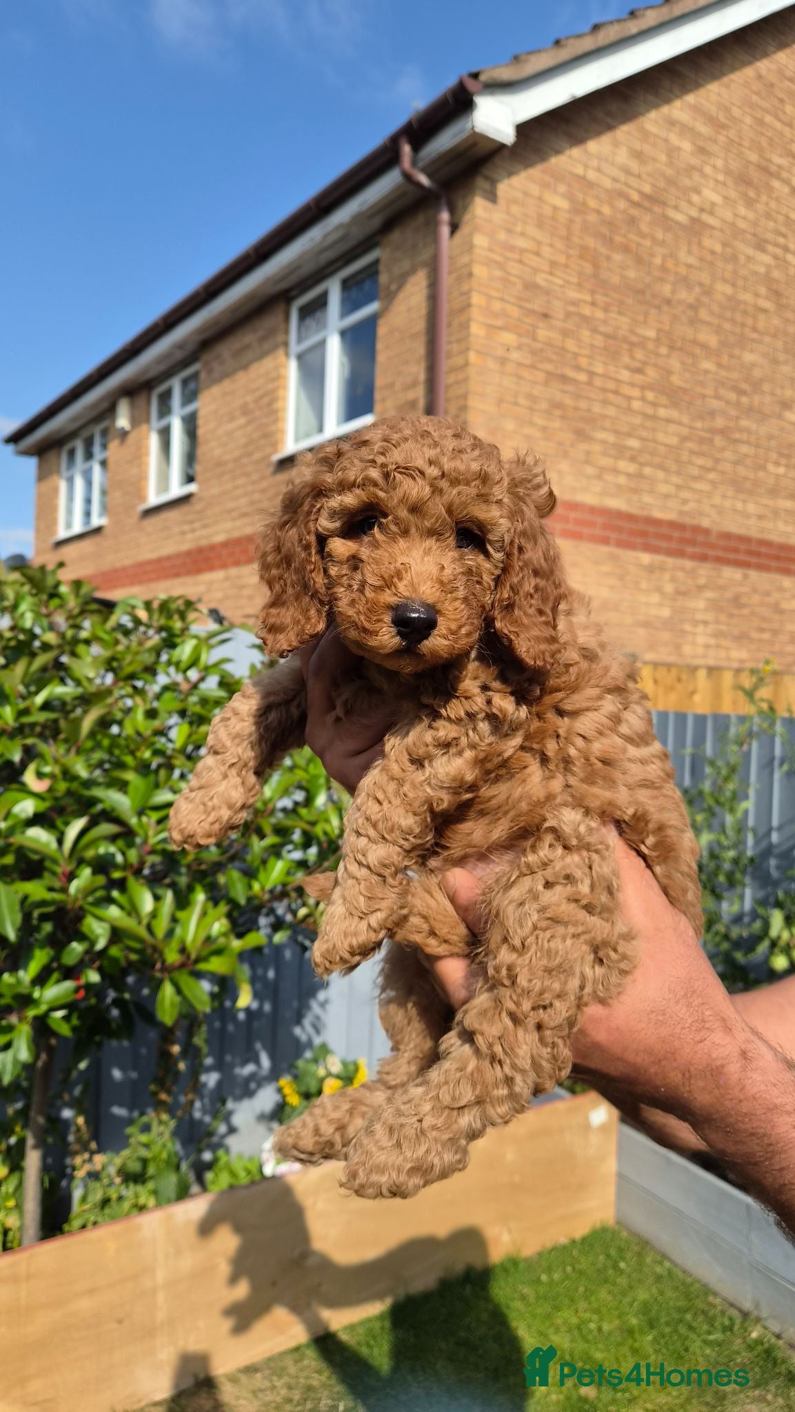 Cockapoo dogs Gorgeous Cockapoo Puppies ready for a new home  - Advert 1