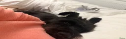 Miniature Schnauzer dogs for stud: Snoop - Advert 7