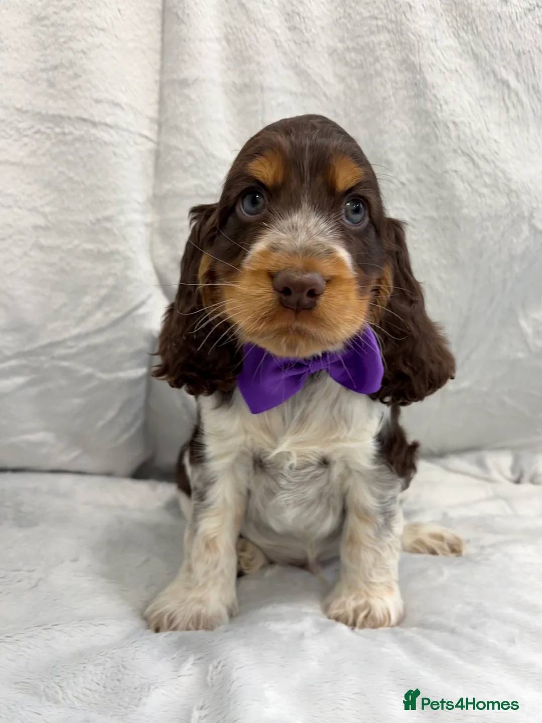 Cocker Spaniel dogs for sale: 💙 KC Cocker Spaniel, 100%Health Tested, READY 💙 - Advert 1