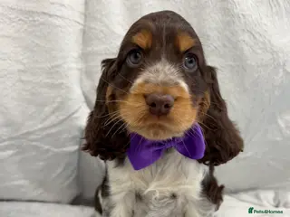 Cocker Spaniel dogs 💙 KC Cocker Spaniel, 100%Health Tested, READY 💙 - Advert 9