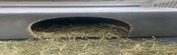 Guinea Pig rodents for sale: 2 Cute Female Guinea Pigs in London - Advert 4