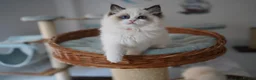 Ragdoll cats for sale: TICA registered kitten  - Advert 7