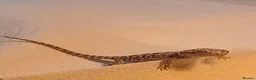 Bearded Dragon reptiles for sale: Beautiful babies for sale - Advert 1