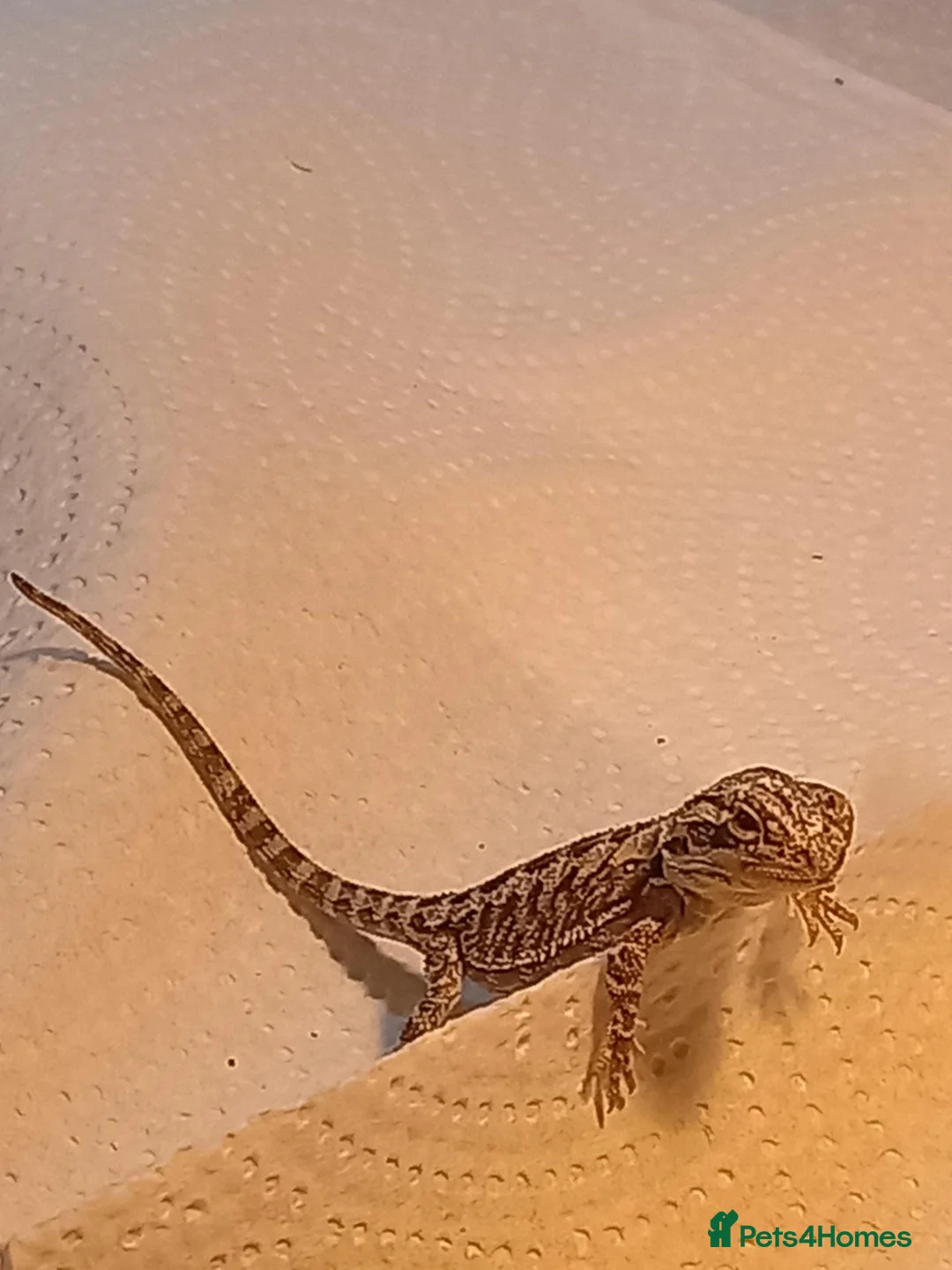 Bearded Dragon reptiles for sale: Beautiful babies for sale - Advert 1