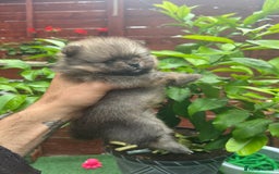 Pomeranian dogs for sale: Pomeranian toy  - Image 27