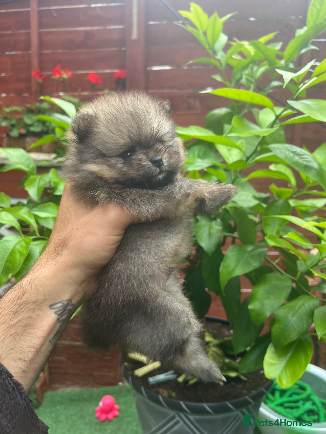 Pomeranian dogs for sale: Pomeranian toy  - Image 27