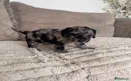 Sproodle dogs for sale: Sproodle puppies  - Image 13