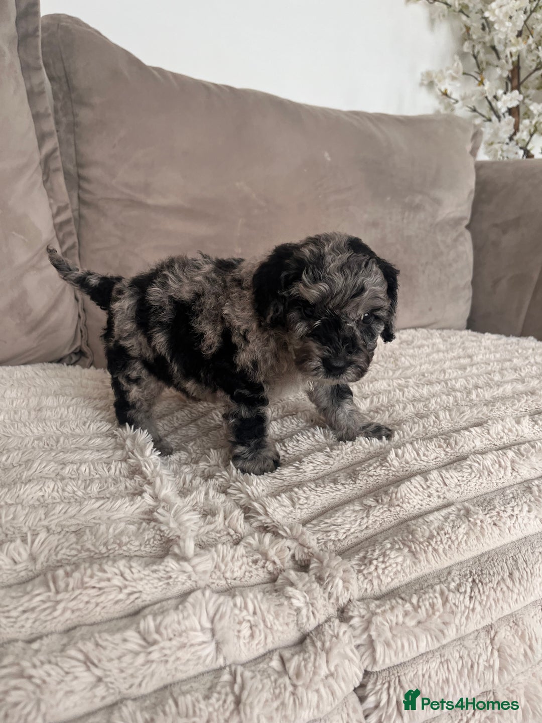 Sproodle dogs for sale: Sproodle puppies  - Image 13
