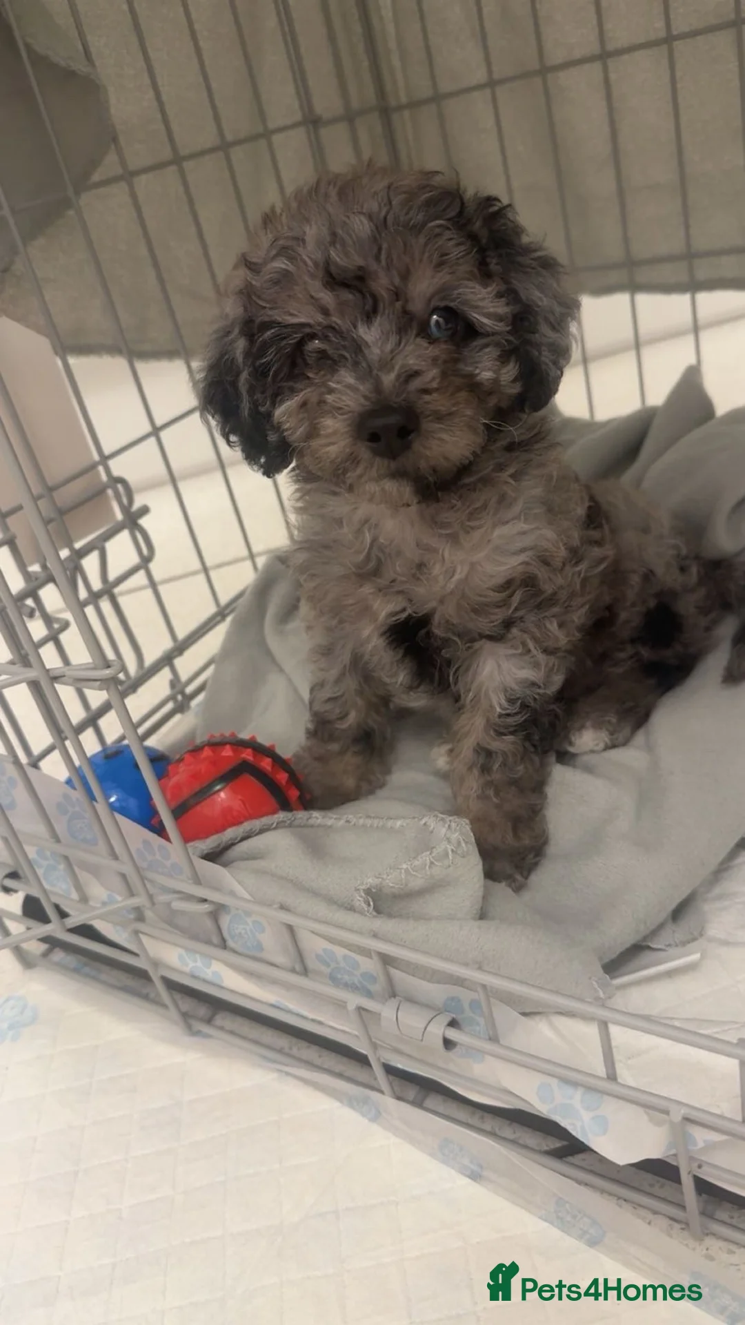 Miniature Poodle dogs for stud: Toy Merle poodle stud  in Shildon - Advert 3