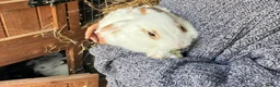 Mixed Breed rabbits for sale: Beautiful Mixed Breed Baby Rabbits  - Advert 16