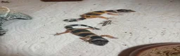Leopard Gecko reptiles for sale: Leopard gecko - Advert 2