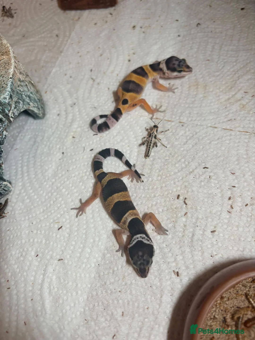 Leopard Gecko reptiles for sale: Leopard gecko - Advert 2