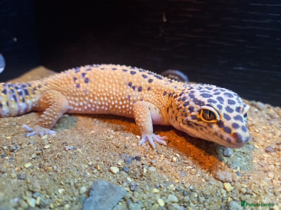 Gecko reptiles for sale: Leopard geckos for sale - Image 5