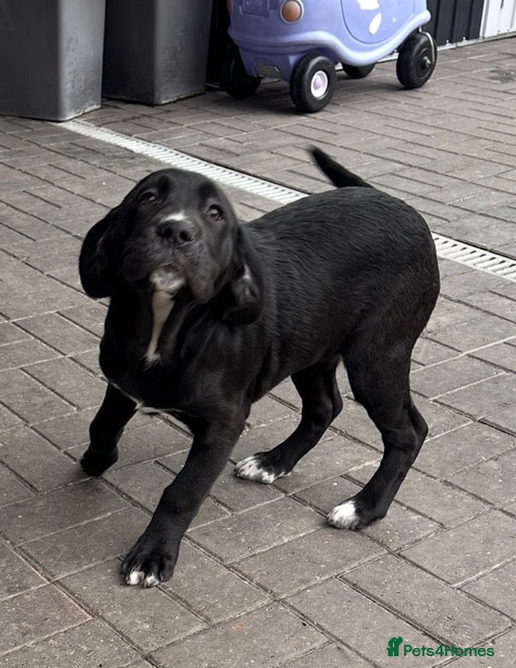 Mixed Breed dogs 🖤🤎2 🤎🖤Labrador-Cane Corso Puppies  - Advert 14