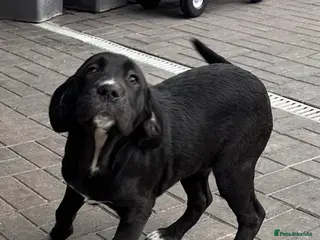 Mixed Breed dogs 🖤🤎2 🤎🖤Labrador-Cane Corso Puppies - Advert 14