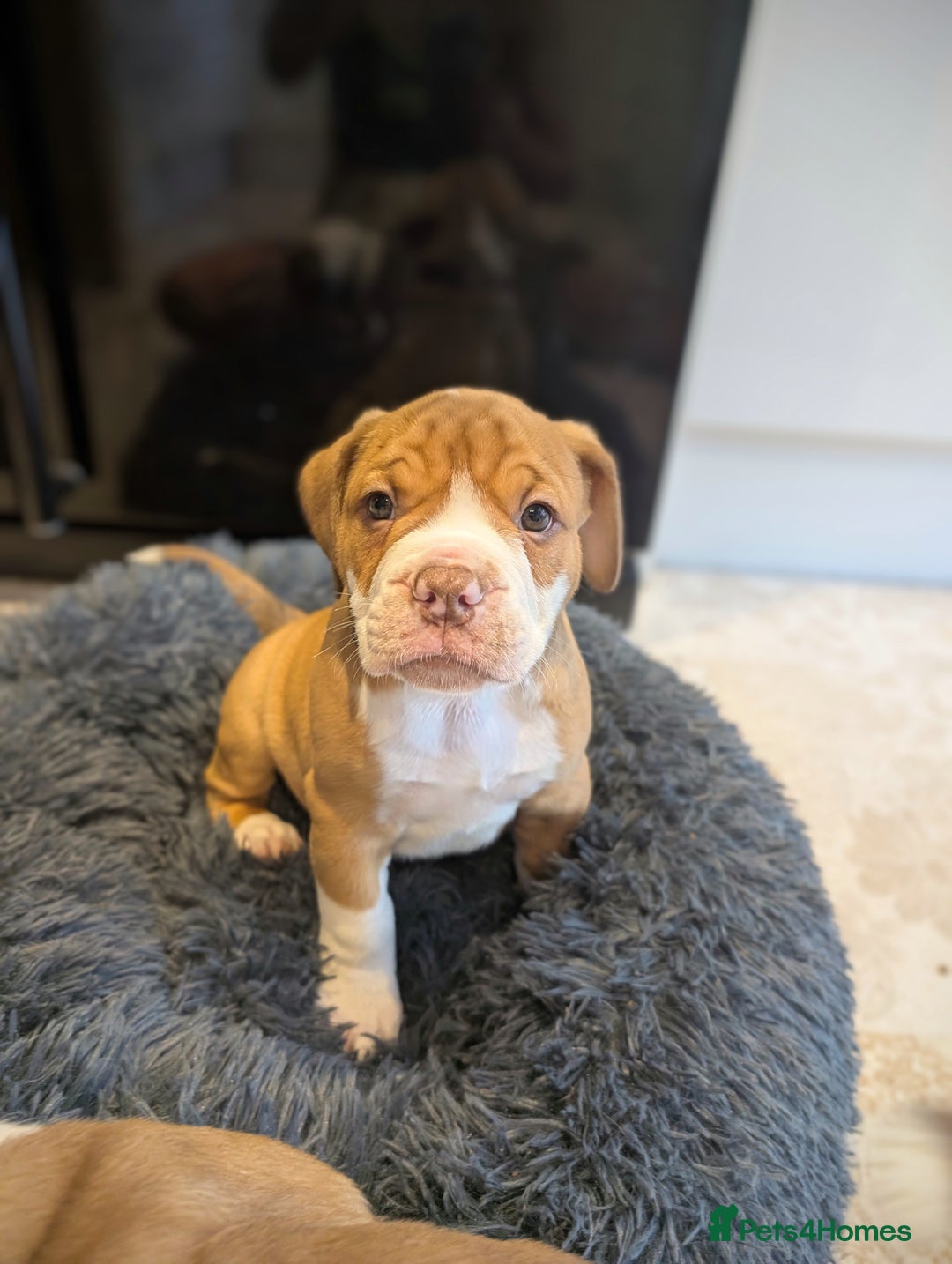 Olde English Bulldogge dogs for sale: READY NEXT WEEK! - OEB Puppies NEBBR ✅ 3rd Gen - Image 10