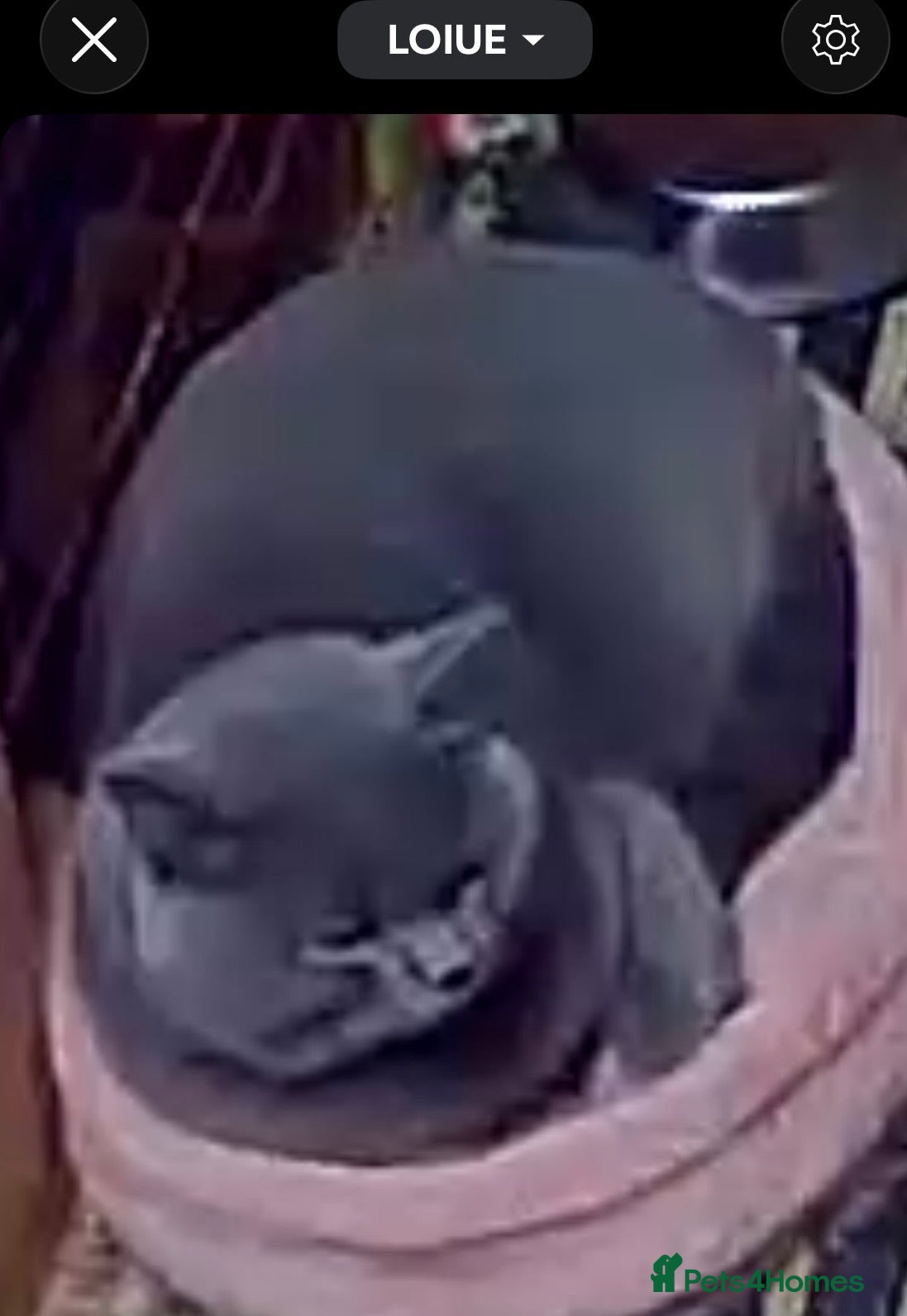 British Shorthair cats for sale: WANTED male bsh cat not neutered  - Advert 24