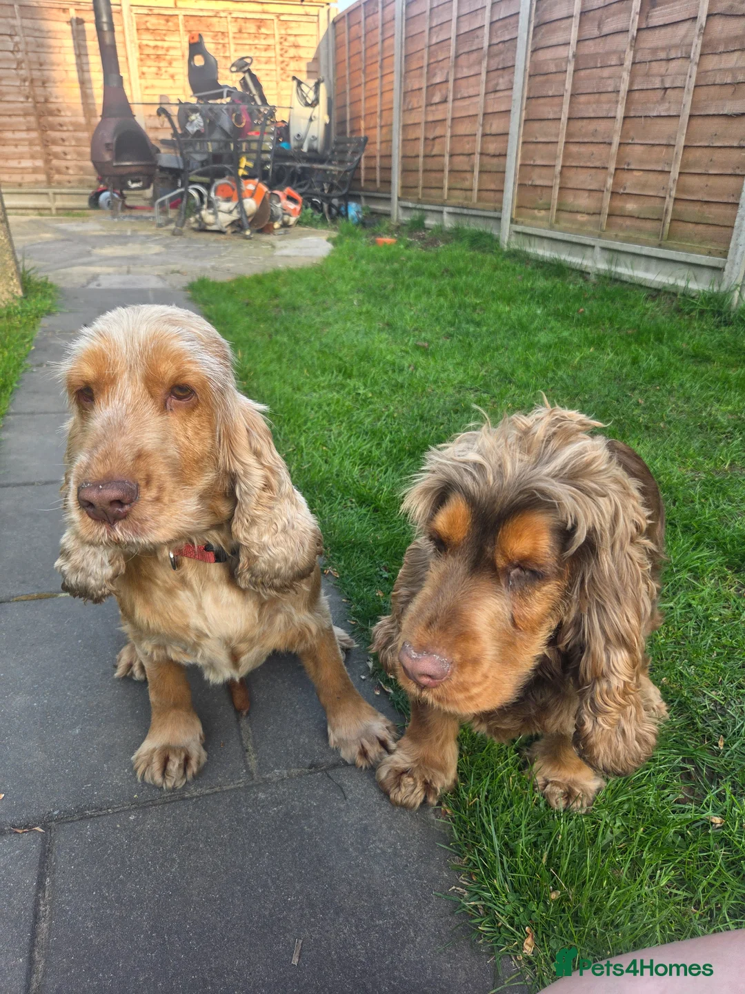 Cocker Spaniel dogs for sale: Show cocker spaniels in Leicester - Advert 8