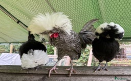 Chickens poultry for sale: Poland bantam breeding trios available - Image 12