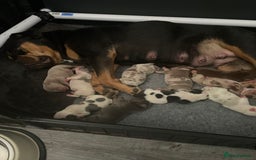 Olde English Bulldogge dogs for sale: Old English bulldogs “NEBBR “ regstd - Image 13