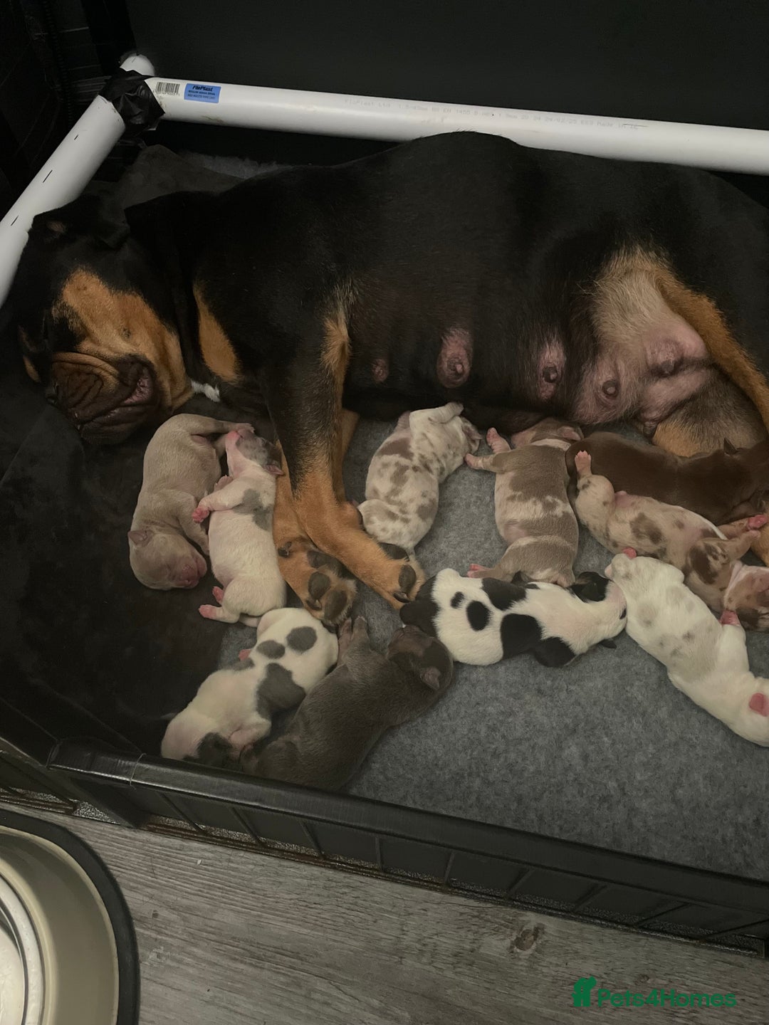 Olde English Bulldogge dogs for sale: Old English bulldogs “NEBBR “ regstd - Image 13