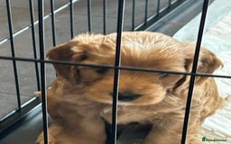 Cockapoo dogs for sale: F2 Cockapoo Puppies - Image 18
