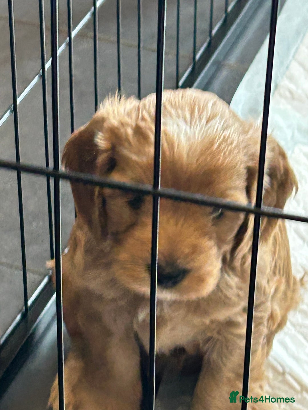 Cockapoo dogs for sale: F2 Cockapoo Puppies - Image 18