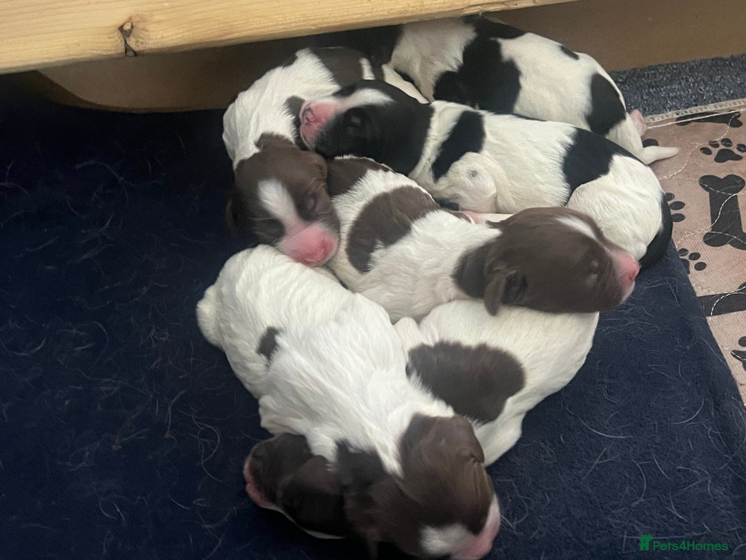 English Springer Spaniel dogs for sale: 6 gorgeous KC reg ESS puppies  - Image 4