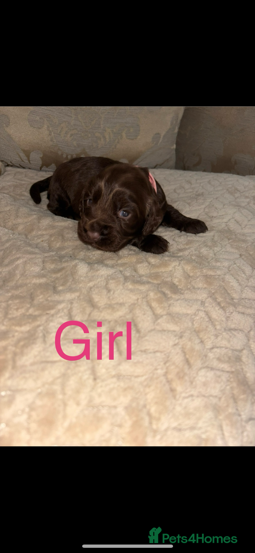 Cocker Spaniel dogs for sale: Working Cocker spaniels for sale  - Image 3