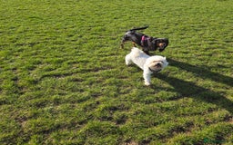 Cavalier King Charles Spaniel dogs for sale: Beautiful kc king charles pup for sale - Image 5