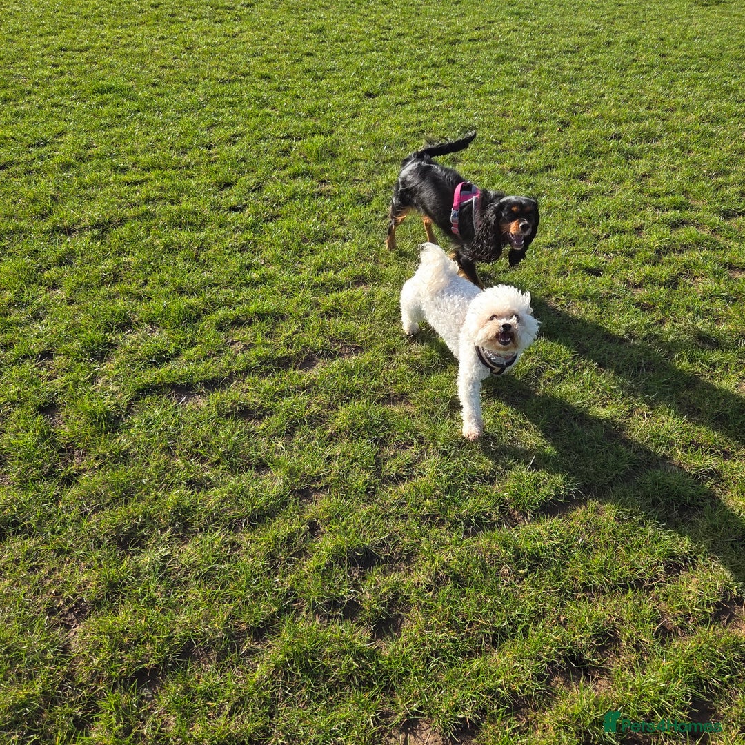 Cavalier King Charles Spaniel dogs for sale: Beautiful kc king charles pup for sale - Image 5