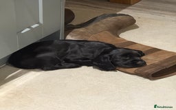 Cocker Spaniel dogs for sale: Kc reg, working bred cocker spaniels - Image 11