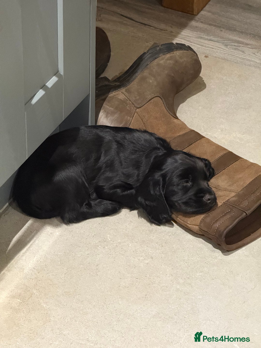 Cocker Spaniel dogs for sale: Kc reg, working bred cocker spaniels - Image 11