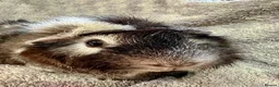 Guinea Pig rodents for sale: Beautiful Guinea Pigs Available - Advert 4