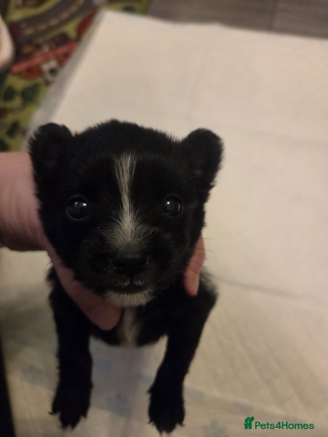 Mixed Breed dogs for sale: Jackchi - Advert 4