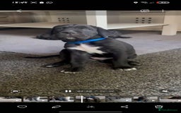 Cane Corso dogs for sale: Cane Corso Pups for Sale  - Image 6
