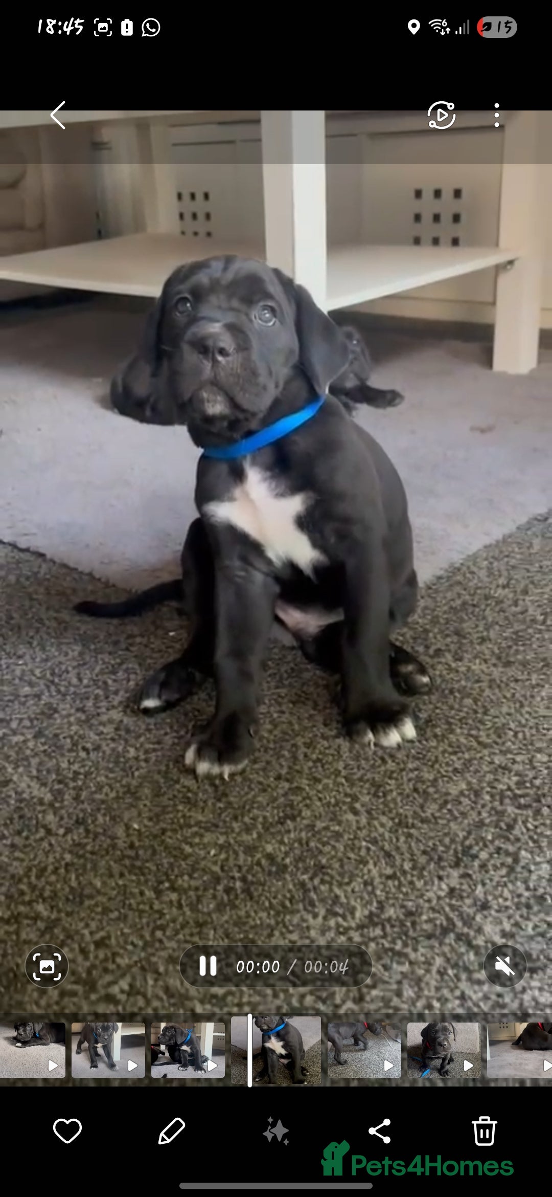Cane Corso dogs for sale: Cane Corso Pups for Sale  - Image 6