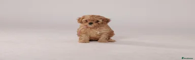 Cavapoo 2