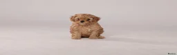 Cavapoo dogs for sale: Beautiful litter of f2 Cavapoo puppies  in Northwich - Advert 3