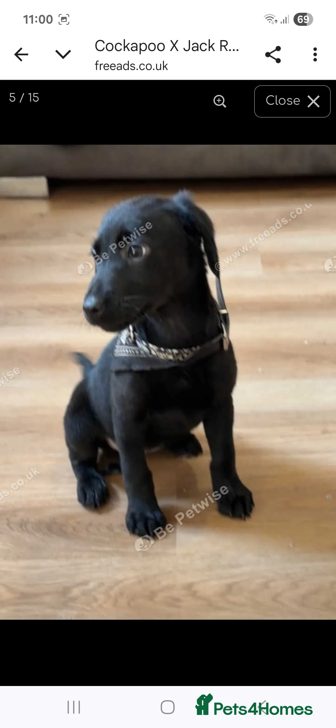 Mixed Breed dogs for sale: Bailey - Advert 3