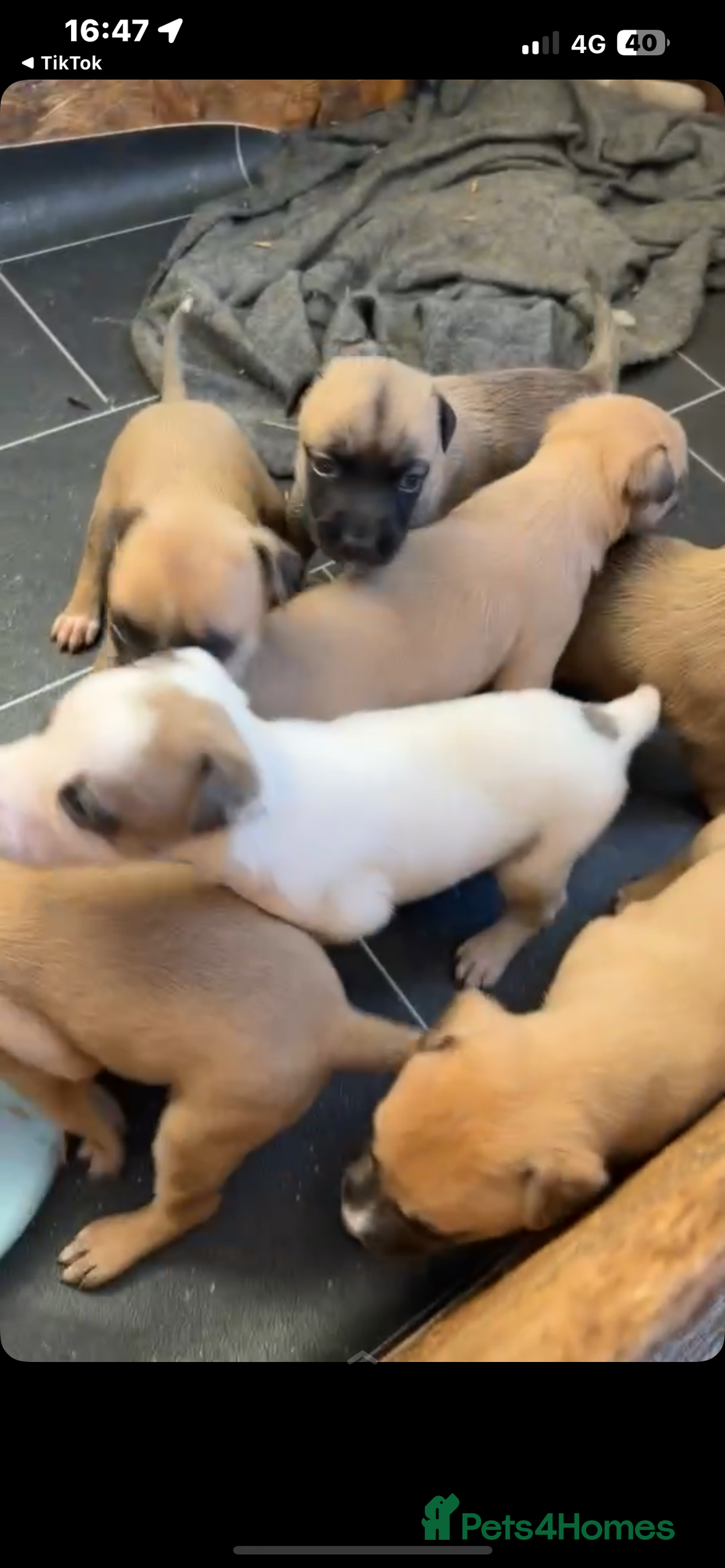 Mixed Breed dogs for sale: belgian malinois - Image 5