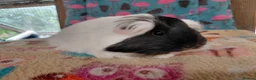Guinea Pig rodents for sale: Young Adult Longhaired Sows For Retirement Homes  - Advert 8