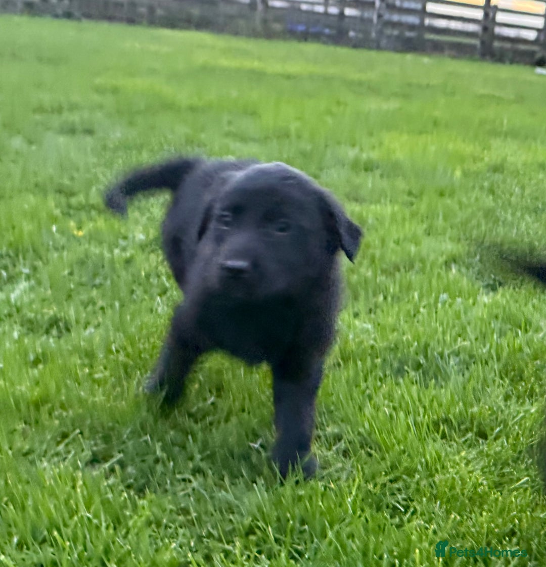 Border Collie dogs for sale: Fabulous Border Collie x Labrador Puppies - Advert 15