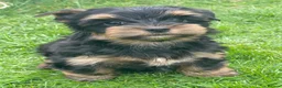 Yorkshire Terrier dogs for sale: York Terrier ,Black Tan - Advert 18