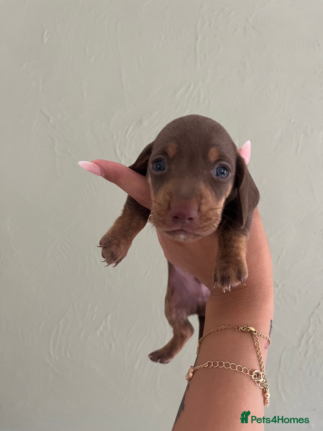 Miniature Dachshund dogs for sale: Miniature dachshunds  - Image 10