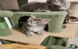 Maine Coon cats for sale: Full pedigree Maine Coon kittens for sale  - Advert 7