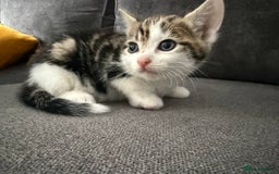 American Shorthair cats for sale: Smart stunning mixed colour kittens  - Image 8