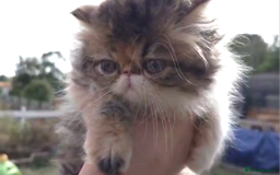Persian cats for sale: Persian kittens KC Registered with pedigree - Image 21