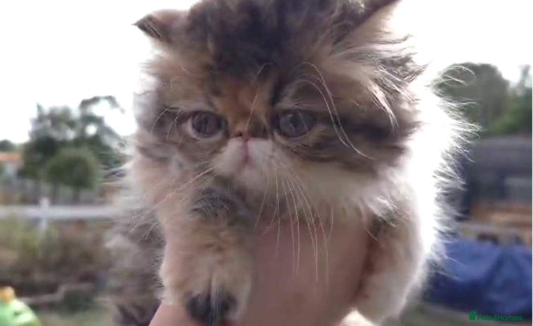 Persian cats for sale: Persian kittens KC Registered with pedigree - Image 21