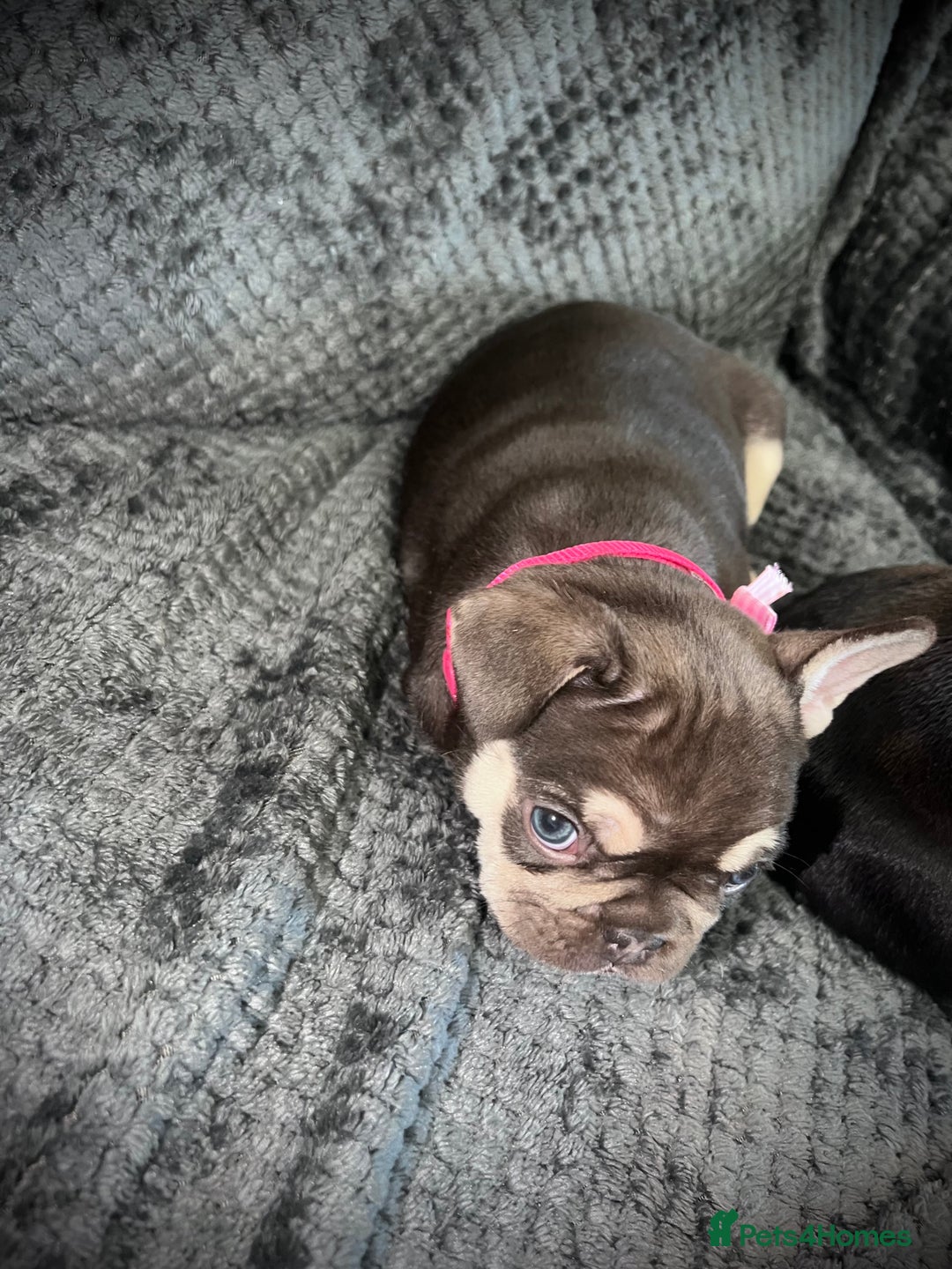 French Bulldog dogs for sale: Gorgeous Puppies ready to be reserved  - Image 19